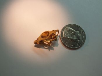 Media type: image;   Herpetology R-18364
